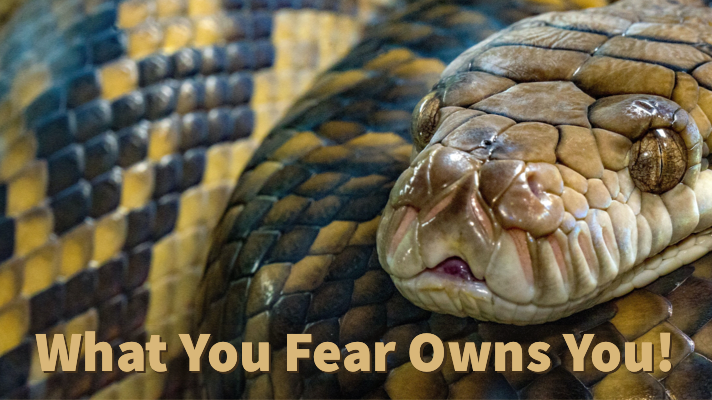 snake fear owns you